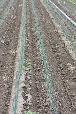 Seedline on right cultivated with finger weeder (note disrupted soil surface)