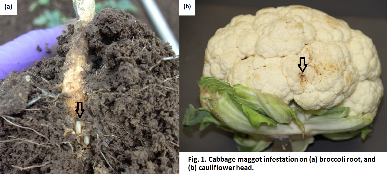 Root Maggot Pest on Brassicas in the Salinas Valley - Salinas Valley  Agriculture - ANR Blogs