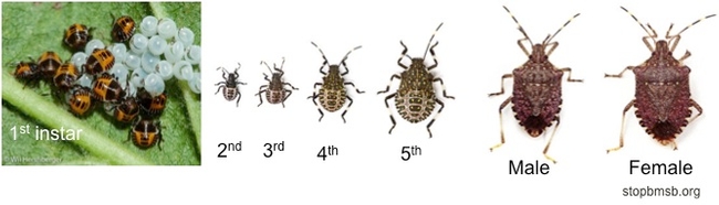 Fig. 2. Brown marmorated stink bug immature stages.