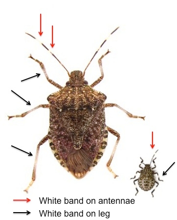 Fig. 3. Brown marmorated stink bug identification features on adult and nymph.