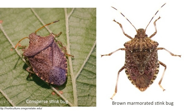 Fig. 4. Comparison of exotic, brown marmorated stink bug and native, consperse stink bug. The white bands on antennae and legs are absent in the native stink bug.