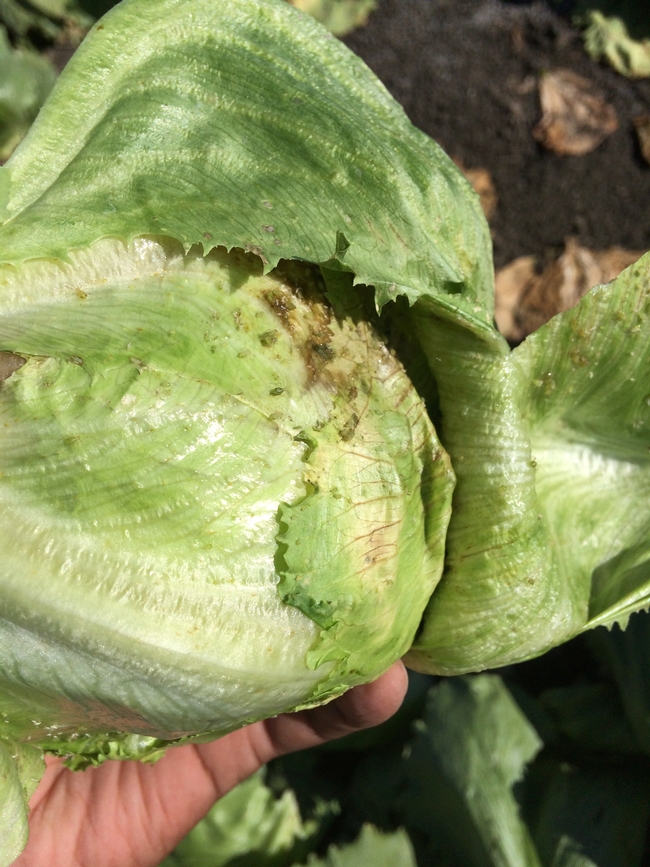 Figure 1. Foxglove aphid infested head lettuce