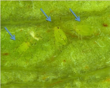 Figure 3. Foxglove aphids