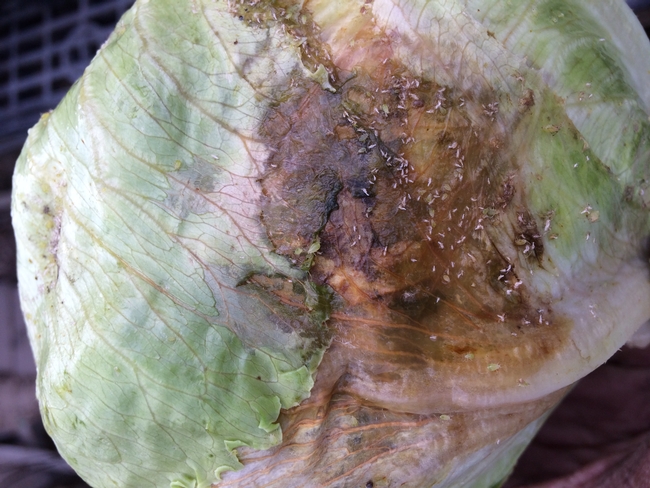 Figure 2. Foxglove aphid infested head lettuce