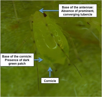 Figure 4. Diagnostic character of foxglove aphid