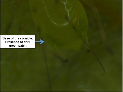 Figure 5. Diagnostic character of foxglove aphid