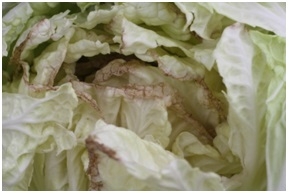 Photo 3.  Tipburn on nappa cabbage