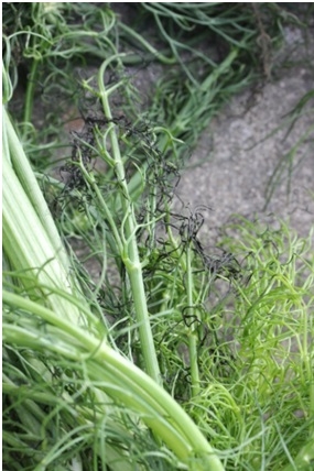 Photo 5. Blackheart on fennel