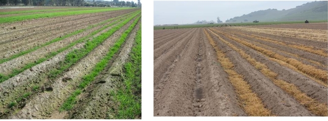 Photos 1&2. Trios 102 winter dormant triticale planted on the furrow bottom. Photo on right is 3 weeks after being treated with glyphosate. Note dense residue covering the furrow bottoms.