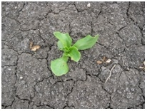 Photo 1. Chemically thinned lettuce