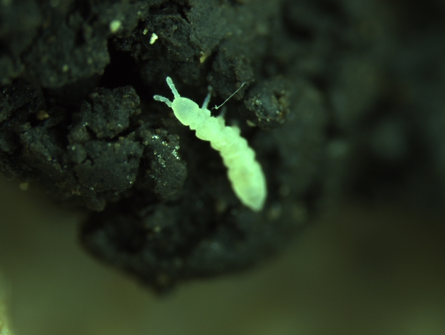 Fig. 1. The springtail (Protaphorura fimata) that attack lettuce seed.
