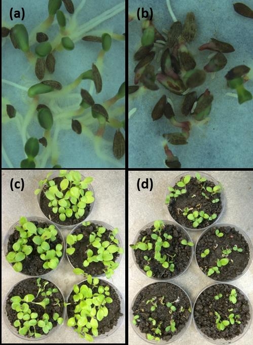 Fig. 2. Effects of springtail on germinating lettuce seeds exposed (a) without soil and springtail, (b) without soil but with springtail, (c) with soil but without springtail and (d) with soil and springtail.