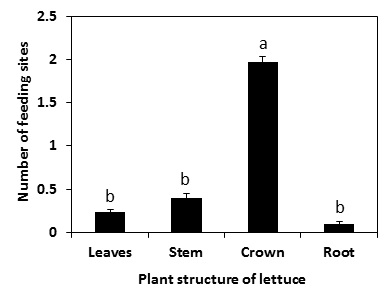Fig. 4. Springtail feeding injury sites at various parts of the germinated lettuce seedlings.