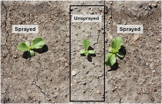 Figure 1. The plants on the left and the right were sprayed (removed) by the automated thinner and the small plant in the middle was selected by the automated thinner. The selection of a smaller plant will result in a smaller plant at harvest.