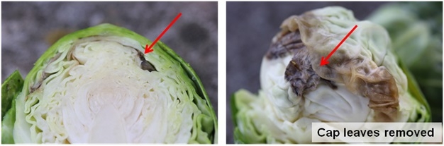 Figure 1. Tipburn of Brussels sprout; necrotic tissue typically occurs just under the cap leaf.