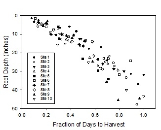 Figure 4.  Rooting depth of broccoli measured in commercial fields from plant establishment to harvest.