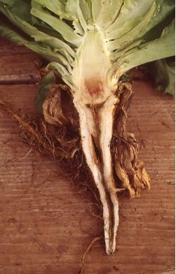 Photo 1. Lettuce with ammonium toxicity showing discoloration and hollowing out of the core of the taproot.