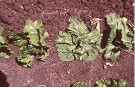 Photo 2. Lettuce plant in the middle is wilted in the afternoon from ammonium toxicity affected roots.