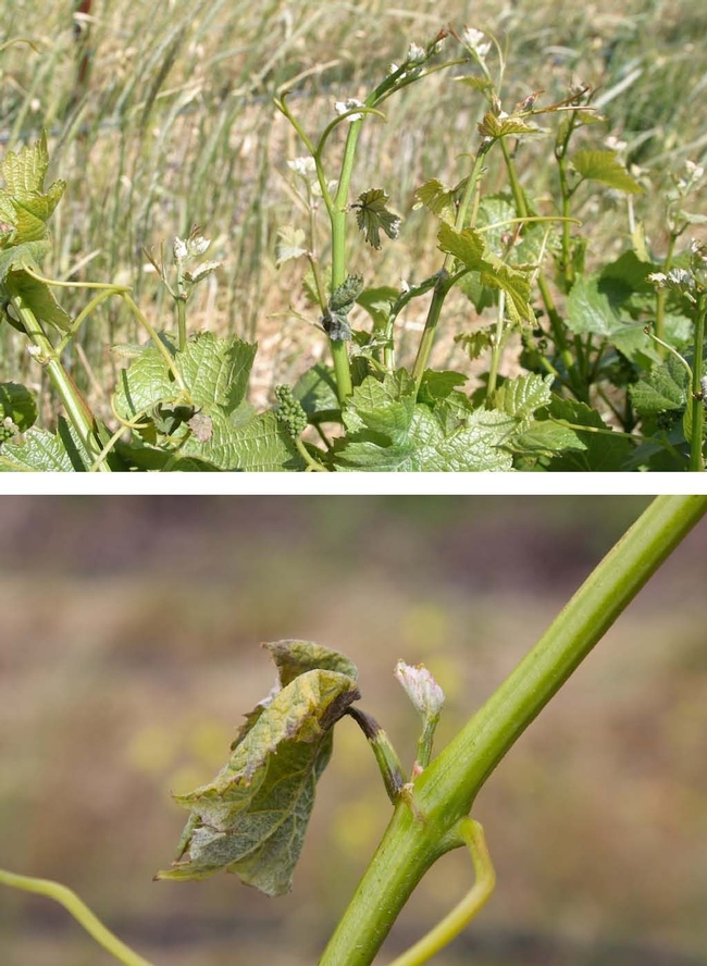 The above two pictures show leaf symptoms associated with pinot leaf curl. Note the necrotic areas on the petiole and base of the leaf veins.