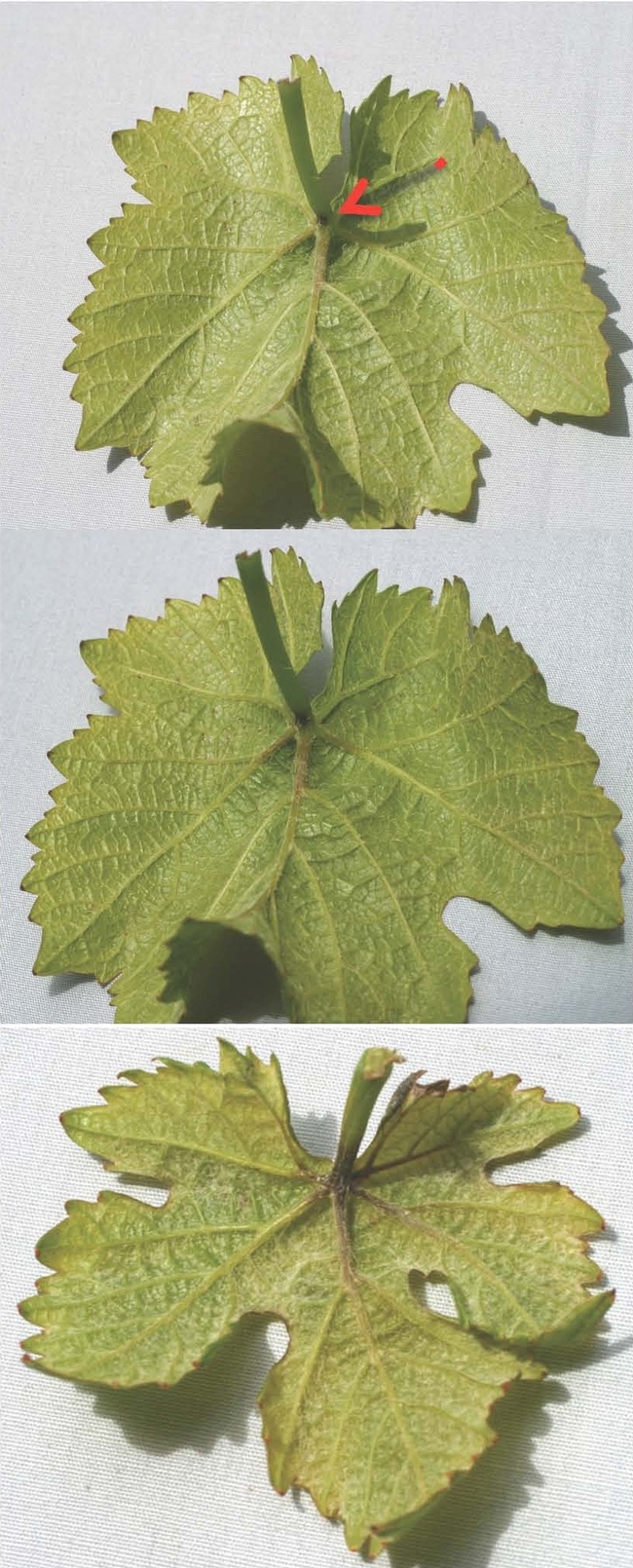 Note the progression of the dark necrotic tissue forming in the upper picture and increasing in the other picture in the apical end of the petiole and the base of the main leaf veins of these Pinot noir leaves.
