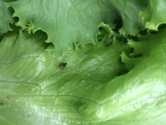 Lygus bug adult on Lettuce