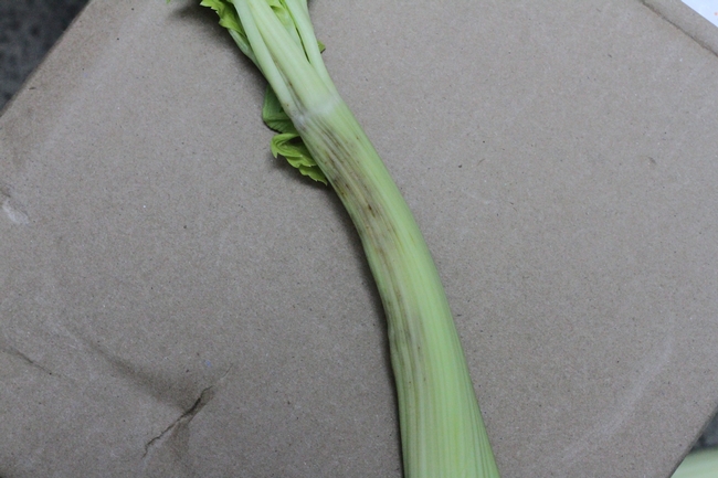 Figure 2. Lygus bug feeding on older celery stock