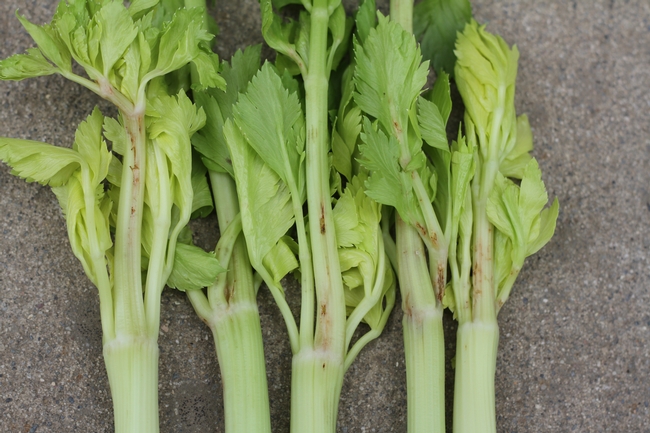 Figure 3. Lygus bug feeding on the young celery growth
