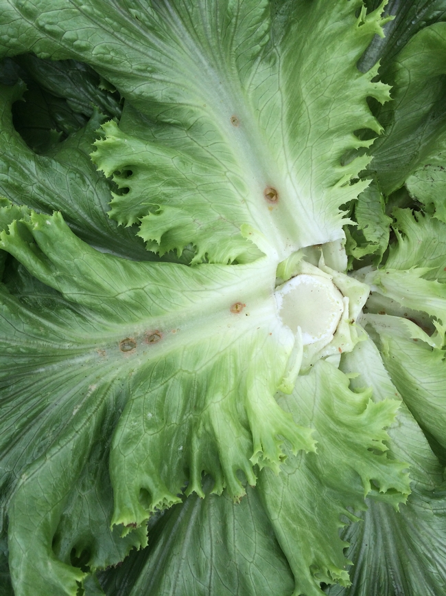 Figure 4. Lygus bug feeding along the mid-rib areas of lettuce leaves