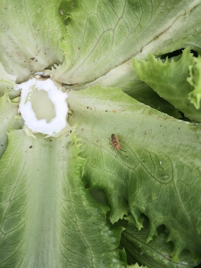 Figure 5. Lygus bugs settle in base of the lettuce plant