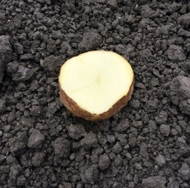 Potato slice bait placed on soil surface