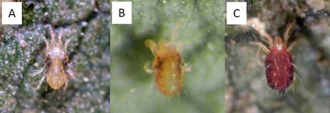 Fig 1. (A) non-overwintering two spotted spider mite, (B) overwintering (red colored) two spotted spider mite, (C) carmine mite