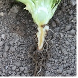 13. Discoloration of root core