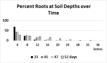 Figure 2. Percent of roots at various depths in the soil on four evaluation dates after germination (mean of three fields)