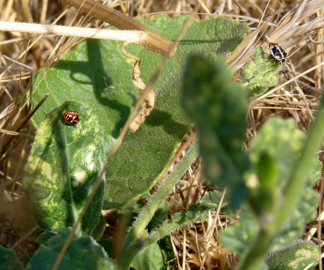 Fig 1. Adult and nymph bagrada bug on a still-green shortpod mustard plant after grasses have completely dried.