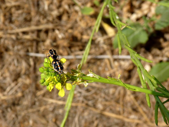 Fig 3. Bagrada bugs feeding on shortpod mustard flowers.
