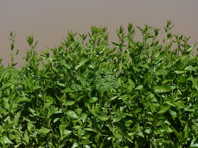 Fig 4. A stand of perennial pepperweed in the spring.