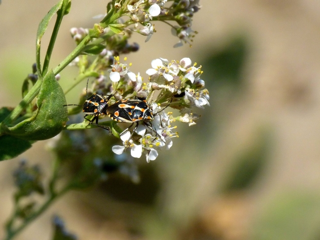 Fig 5. A pair of bagrada bugs on perennial pepperweed flowers.