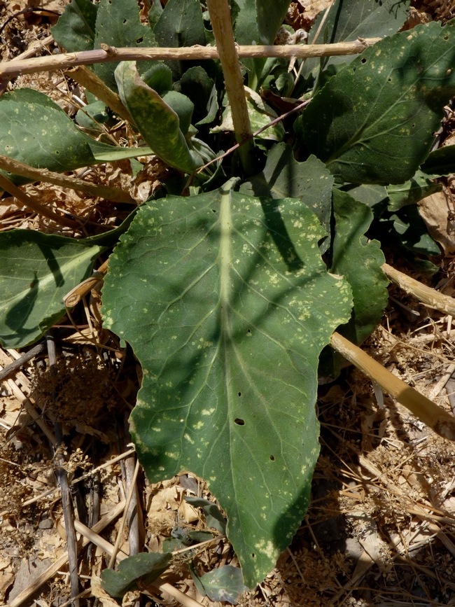 Fig 6. Bagrada bug damage on perennial pepperweed. New lesions still appear green in color and with distinct lines or “fans” from the “lacerate and flush” feeding by bagrada bugs. Lesions turn white as they age and the leaf tissue becomes chlorotic.