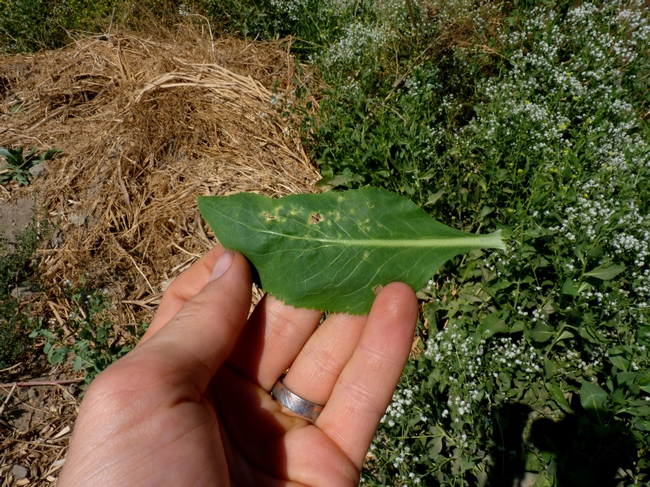 Fig 7. Older bagrada bug damage on pepperweed. Lesions have developed into tattered holes.