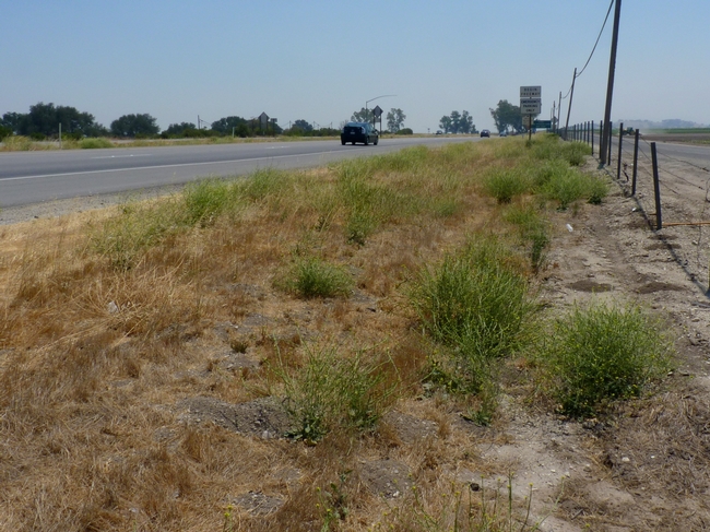 Fig 8. A typical roadside scene in the Salinas Valley (photo taken July 26, 2016). Some of the shortpod has completely senesced, but most plants still have green leaves, some flowers, and many pods.