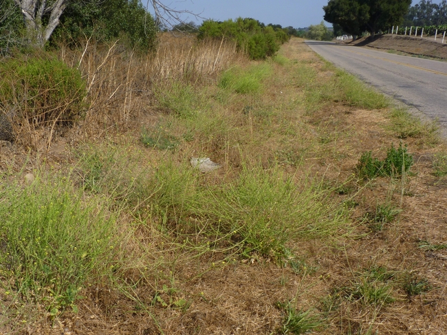 Fig 10. Shortpod mustard growing in the roadside near Gonzales, CA. Bagrada bugs were found on these plants. Photo taken July 26, 2016.