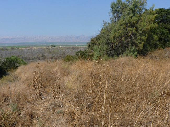 Fig 11. The same site near Gonzales, CA, further from the road. Plants are almost completely senesced. Bagrada bugs were found on these plants. Photo taken July 26, 2016.