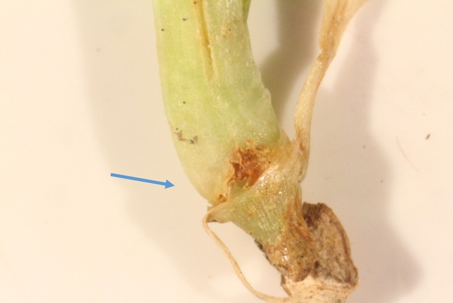 Fig 1. Lygus bug feeding injury on celery