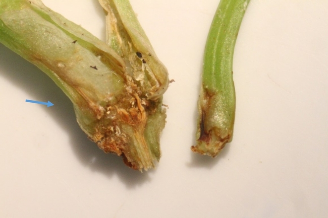 Fig 2. Lygus bug feeding injury on celery