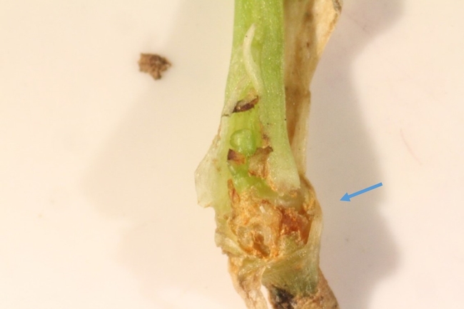 Fig 3. Lygus bug feeding injury on celery