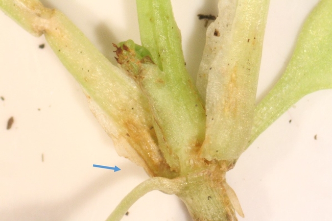 Fig 4. Lygus bug feeding injury on celery