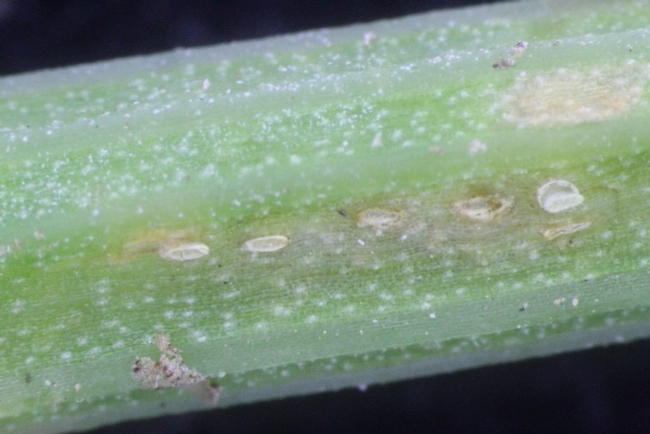Fig 5. Lygus bug egg laying injury on celery