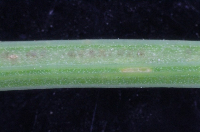 Fig. 6. Lygus bug egg laying injury on celery