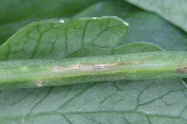Fig 7. Lygus bug egg laying injury on celery