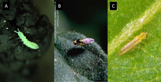 Fig. 1. (A) springtail, (B) leafmine and (C) western flower thripsr